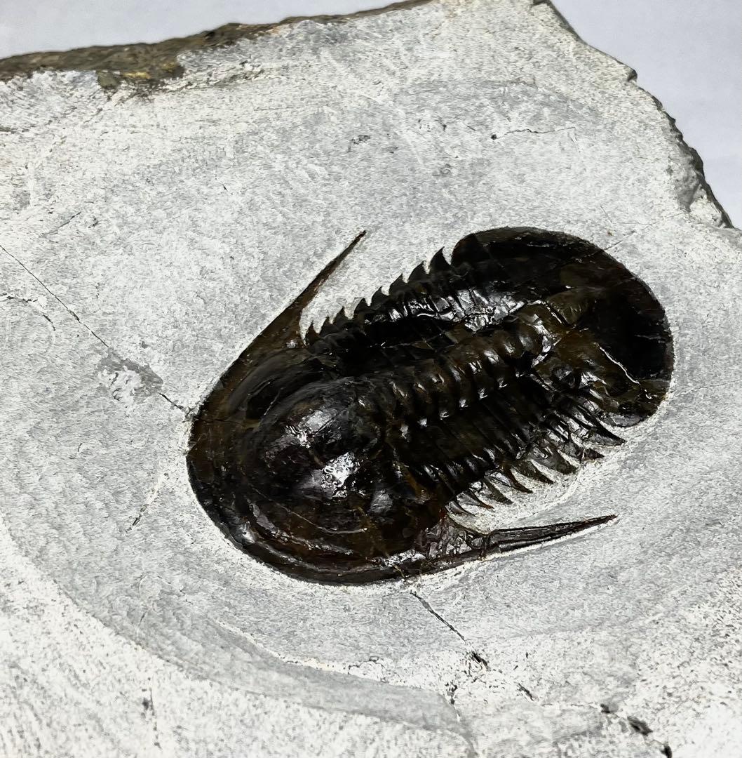 三葉虫　化石　Anomocarella