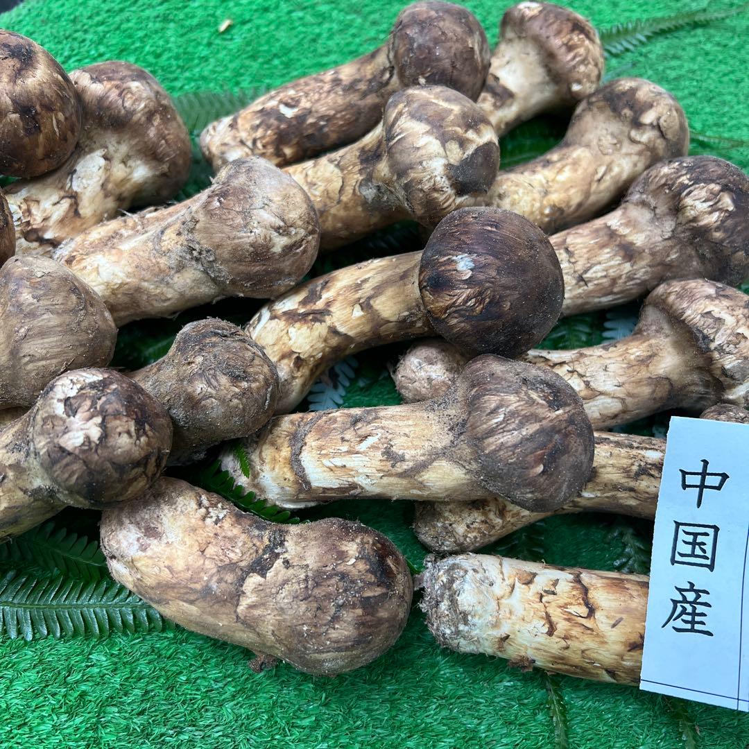 中国産 超新鮮松茸 つぼみ！めっちゃ綺麗です！ 19本入り 800g入り