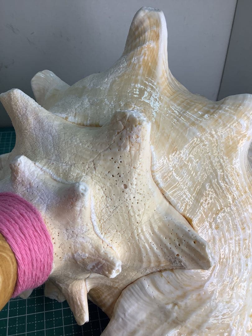 #01・ピンクガイ・法螺貝・山伏・修験者・豊臣兄弟・羽黒山・縁起物・ピンクリボン