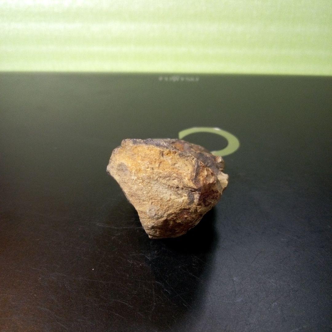 三葉虫　化石　fossil　ボリビア産　トライロバイト　Fossil番号④