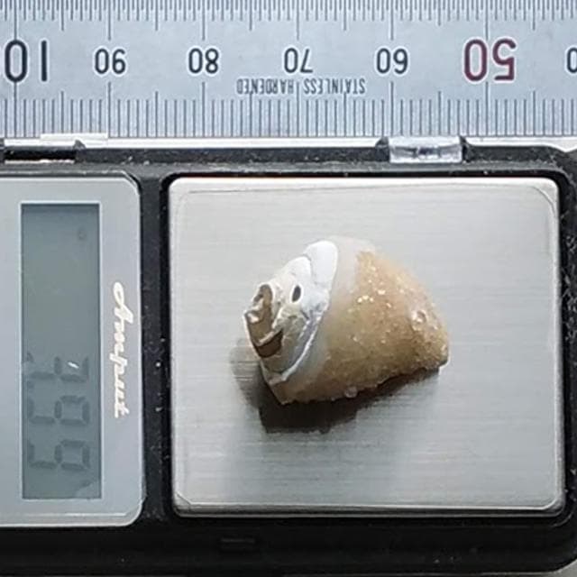 3.99g　ドゥルジー状　メノウ化左巻き　貝化石　化石　巻貝　結晶　水晶
