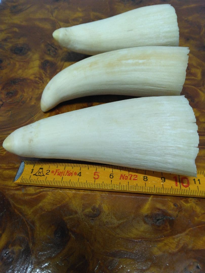 鯨歯　マッコウクジラ　細工素材 根付け　ペンダント　工芸品に