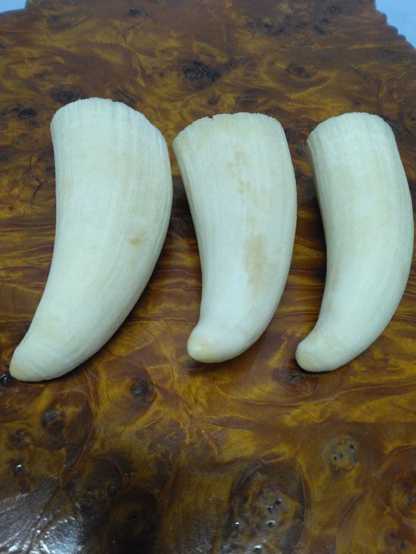 鯨歯　マッコウクジラ　細工素材 根付け　ペンダント　工芸品に