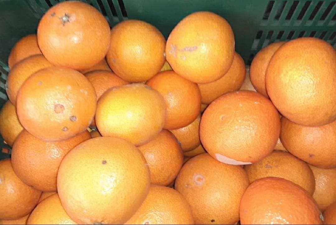 みー　愛媛県産　家庭用　愛果28号　柑橘　10kg