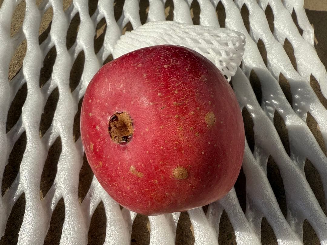 【すみちゃん】5kg×3箱　サンふじ