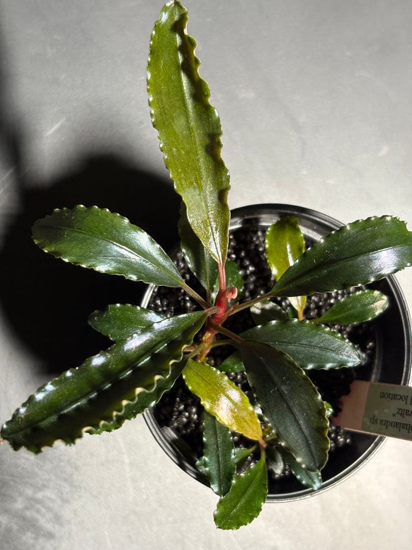 Bucephalandra sp.Red walts ブセファランドラ