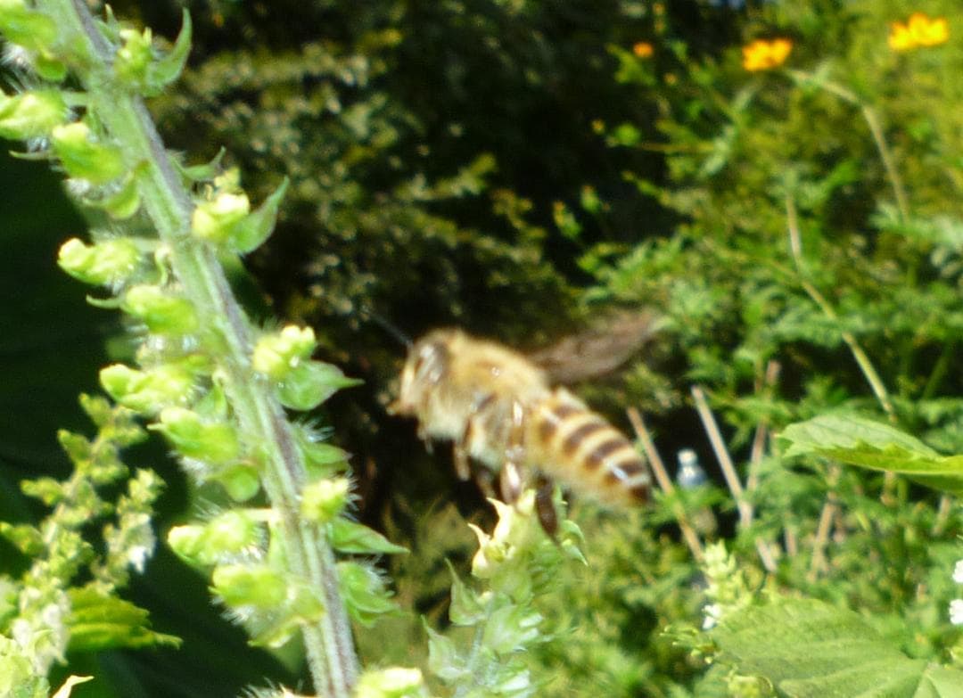 安心の日本みつばち 芳醇 81％ 優良品 非加熱 クリーミーはちみつ1,000ｇ