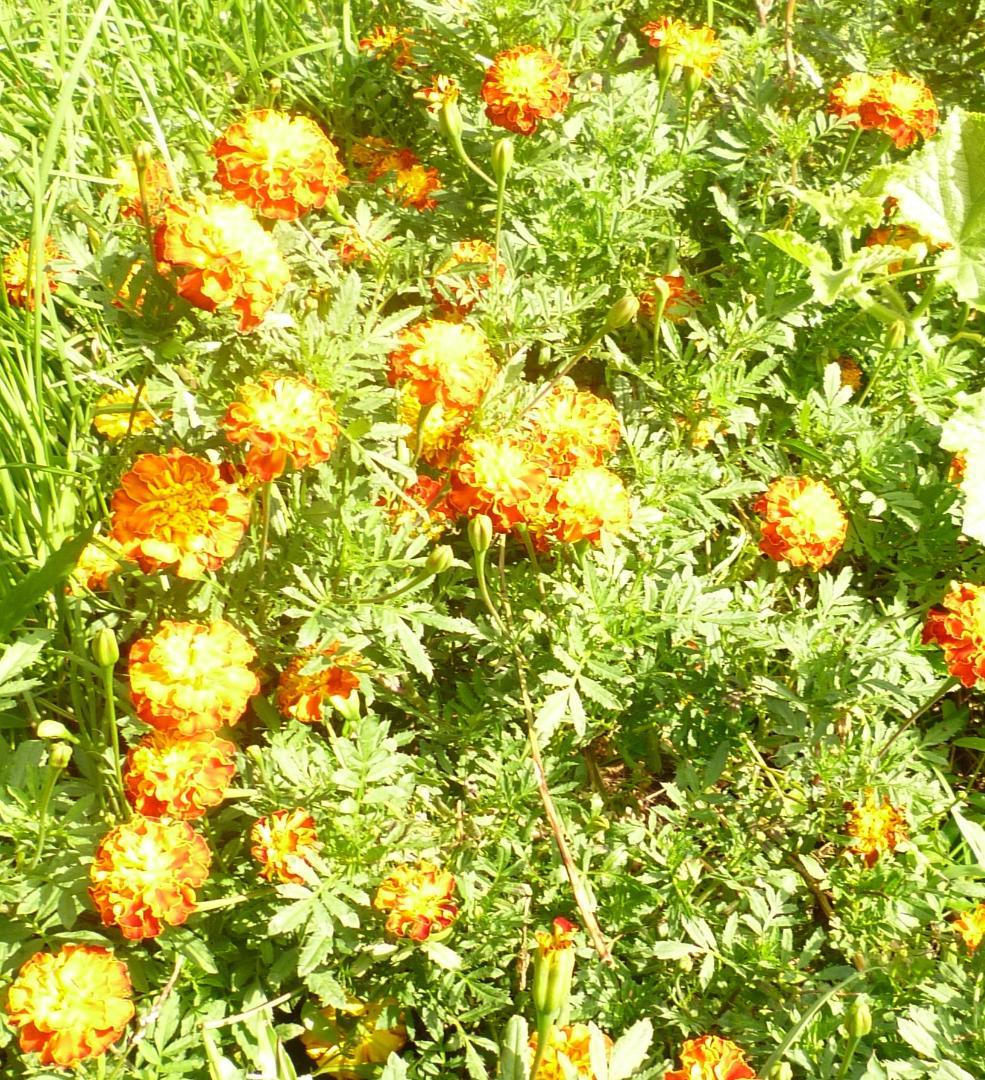 安心の日本みつばち 芳醇 81％ 優良品 非加熱 クリーミーはちみつ1,000ｇ