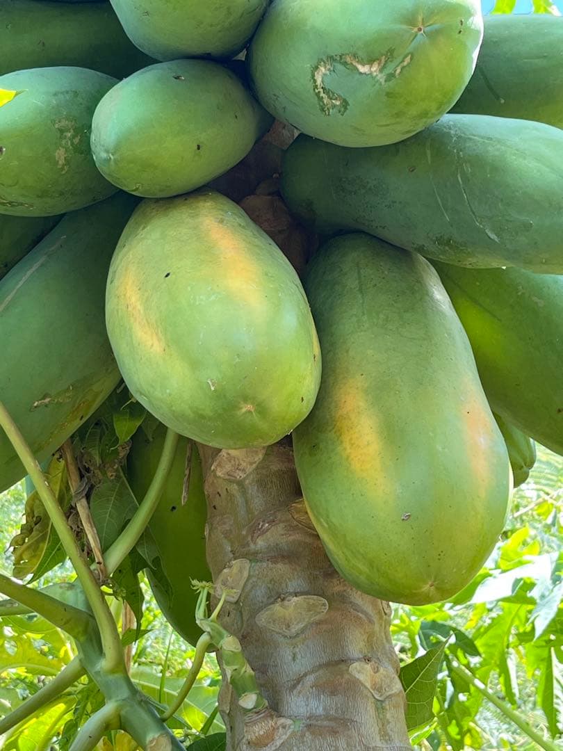 沖繩産フルーツパパイヤ　9キロ〜10キロ