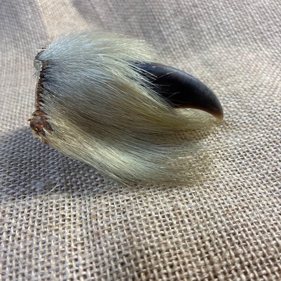 シロクマ　爪　ホッキョクグマ　熊の爪　ベアクロー　剥製