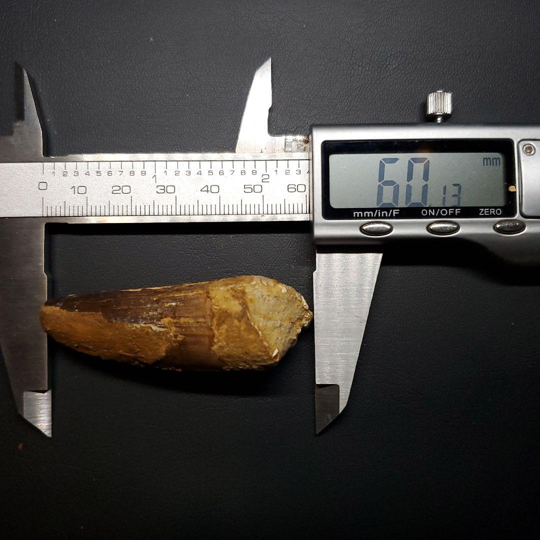 スピノサウルス 本物 モロッコ産 60.13mm  sp466