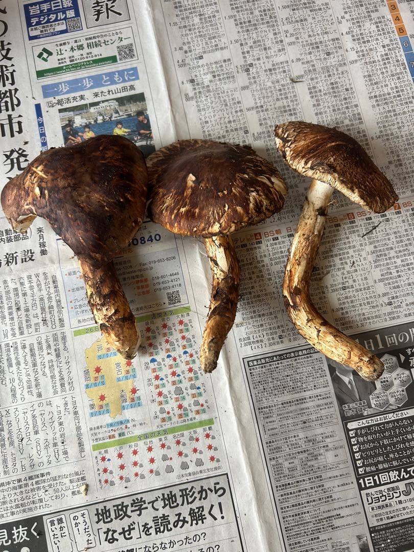 【シーズンラスト】岩手県産松茸　開き296g