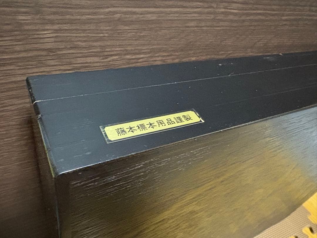 藤本標本用品製　ドイツ箱　標本箱　大型