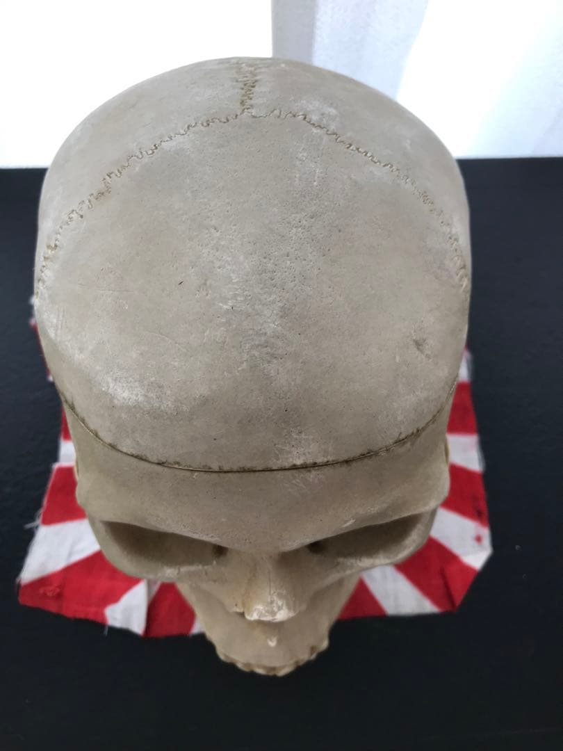 頭骨 人体模型 ドイツ 髑髏 ドクロ 置物 オブジェ アートvintage