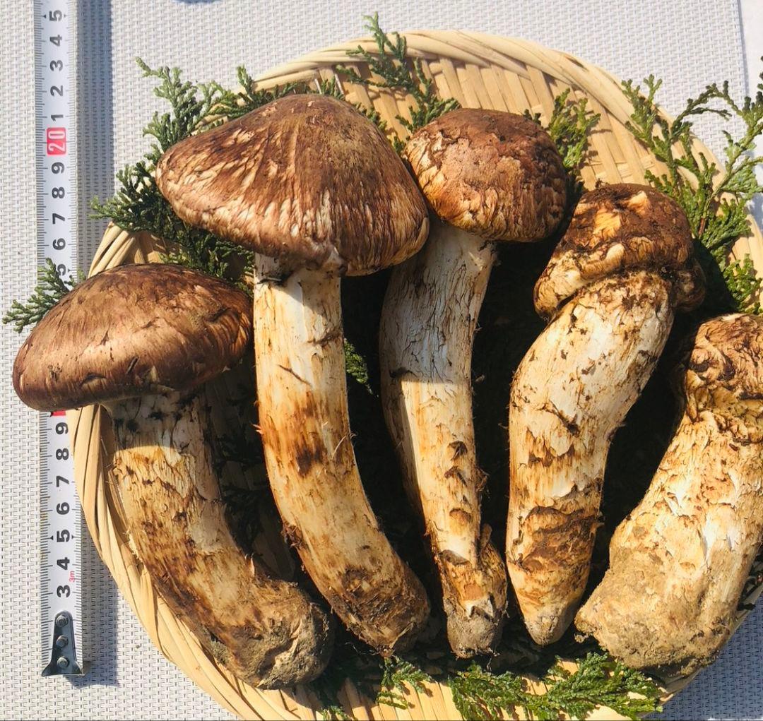 10/15 朝採れ国産岩手県沿岸松茸616g
