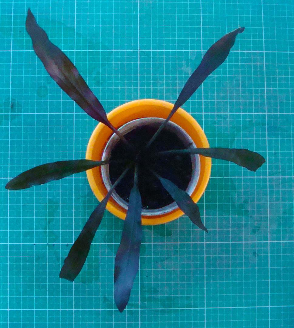 Y*o様 エキノドルス ホレマニー ブラッドレッド