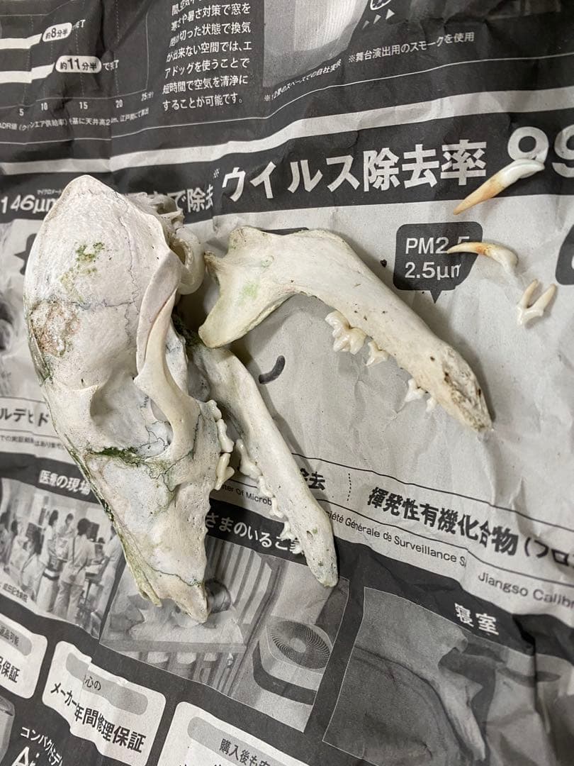 哺乳類　キツネの頭蓋骨　本物Japanese fox skull genuine