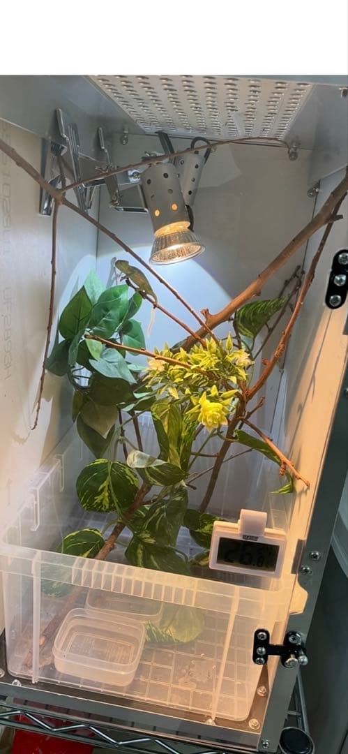 カメレオン飼育ケージ アルミ製 スターターキット