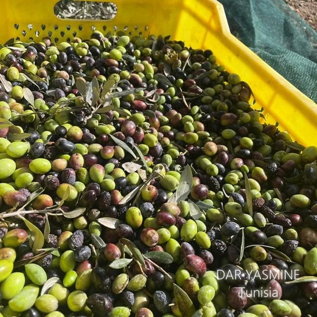 エキストラバージンオリーブオイル　コールドプレス手摘み　500ml×12本セット