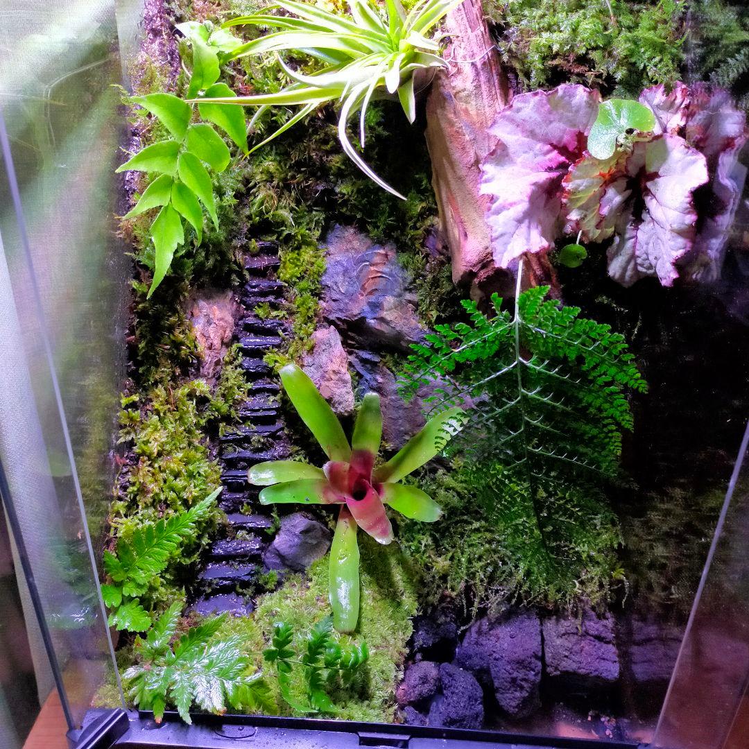 究極の自然の中の飼育箱(階段、化石付き)、太古の自然、ビバリウム、苔テラリウム