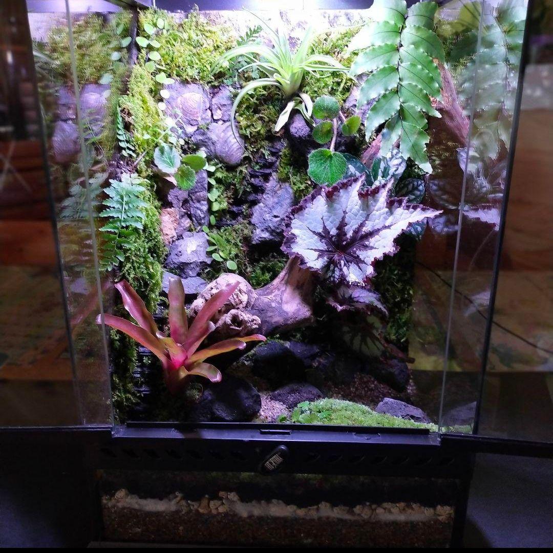 究極の自然の中の飼育箱(階段、化石付き)、太古の自然、ビバリウム、苔テラリウム