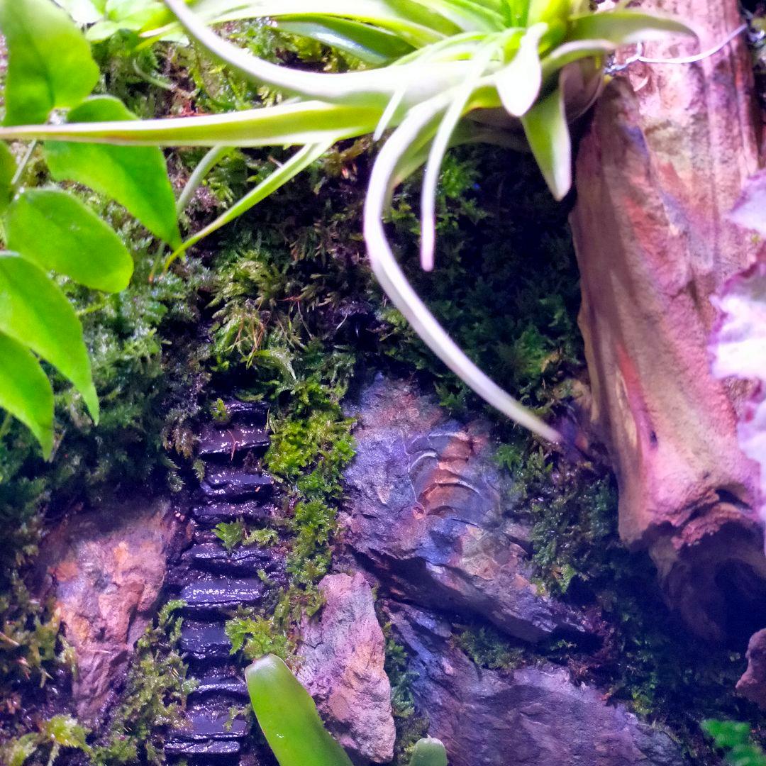 究極の自然の中の飼育箱(階段、化石付き)、太古の自然、ビバリウム、苔テラリウム