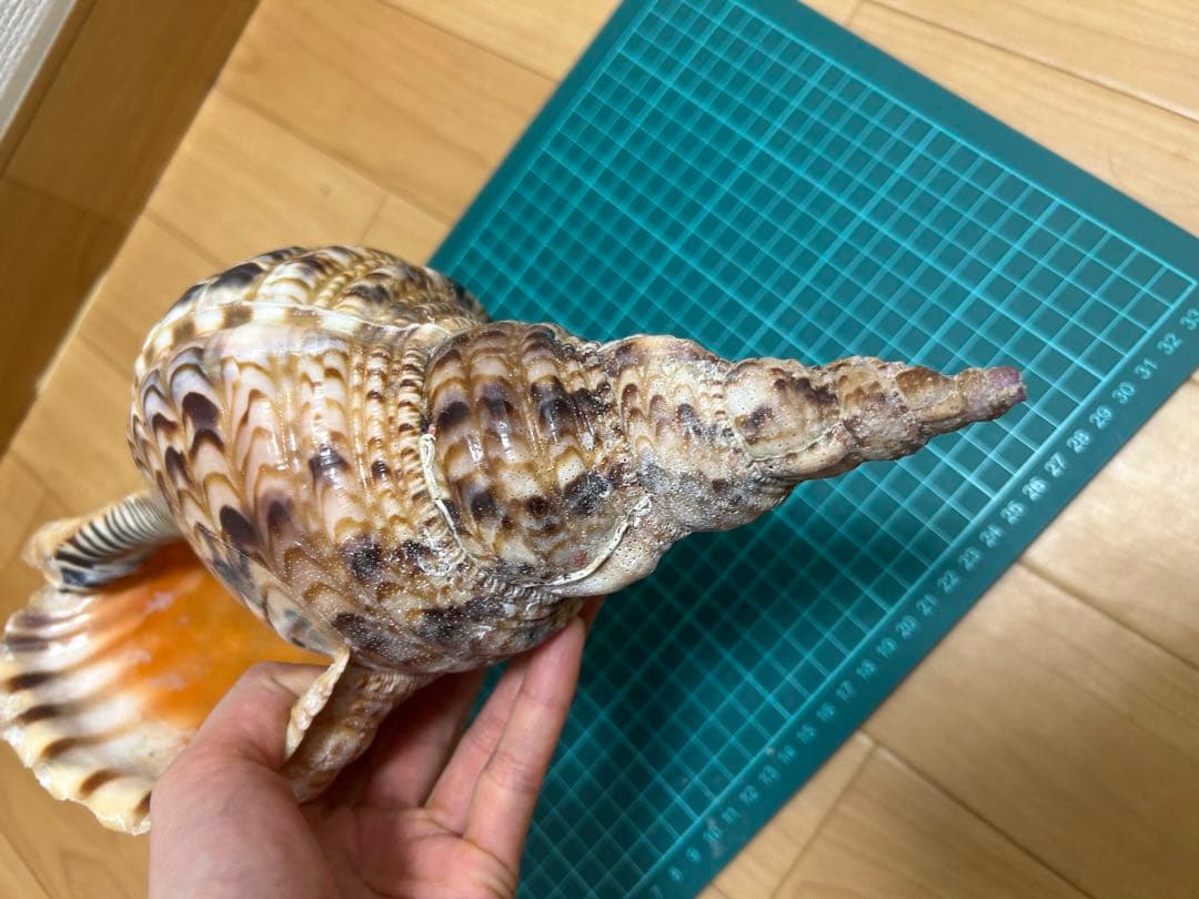 法螺貝　ホラ貝　30cm