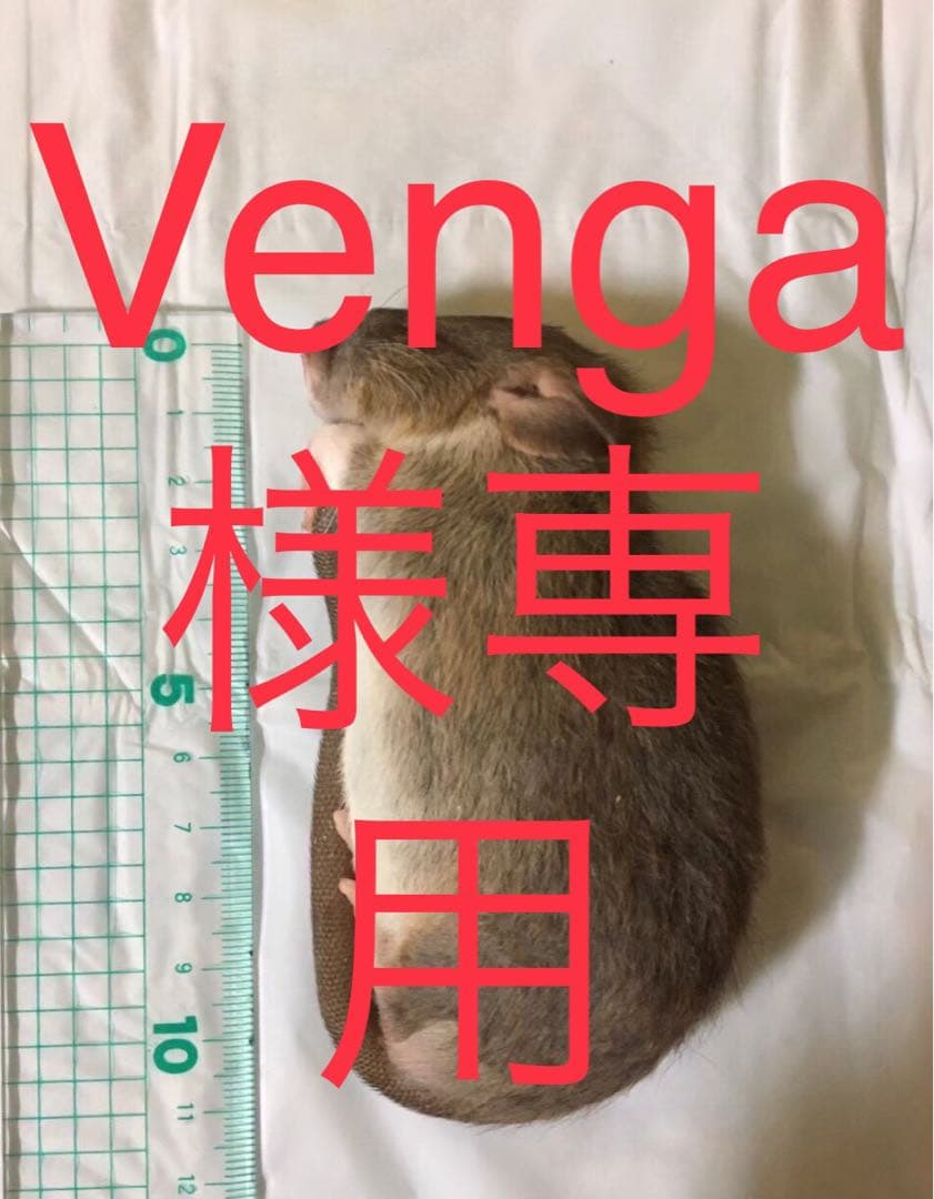 爬虫類・両生類のエサ SM10 M20 ML25