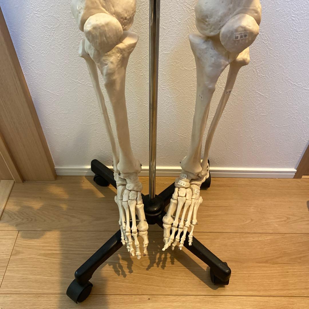 骨格模型　等身大サイズ
