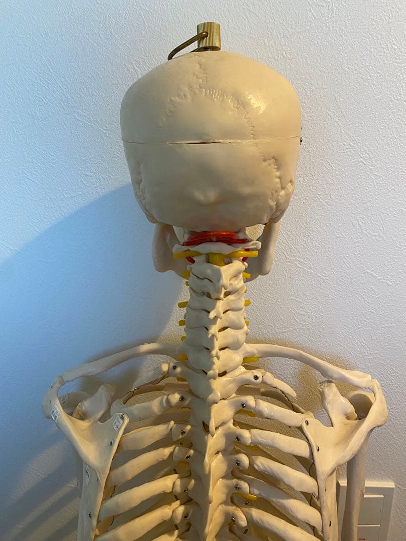 骨格模型　等身大サイズ