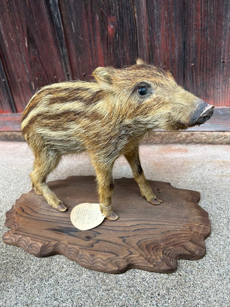 値下げ❗️ウリ坊　剥製　30cm