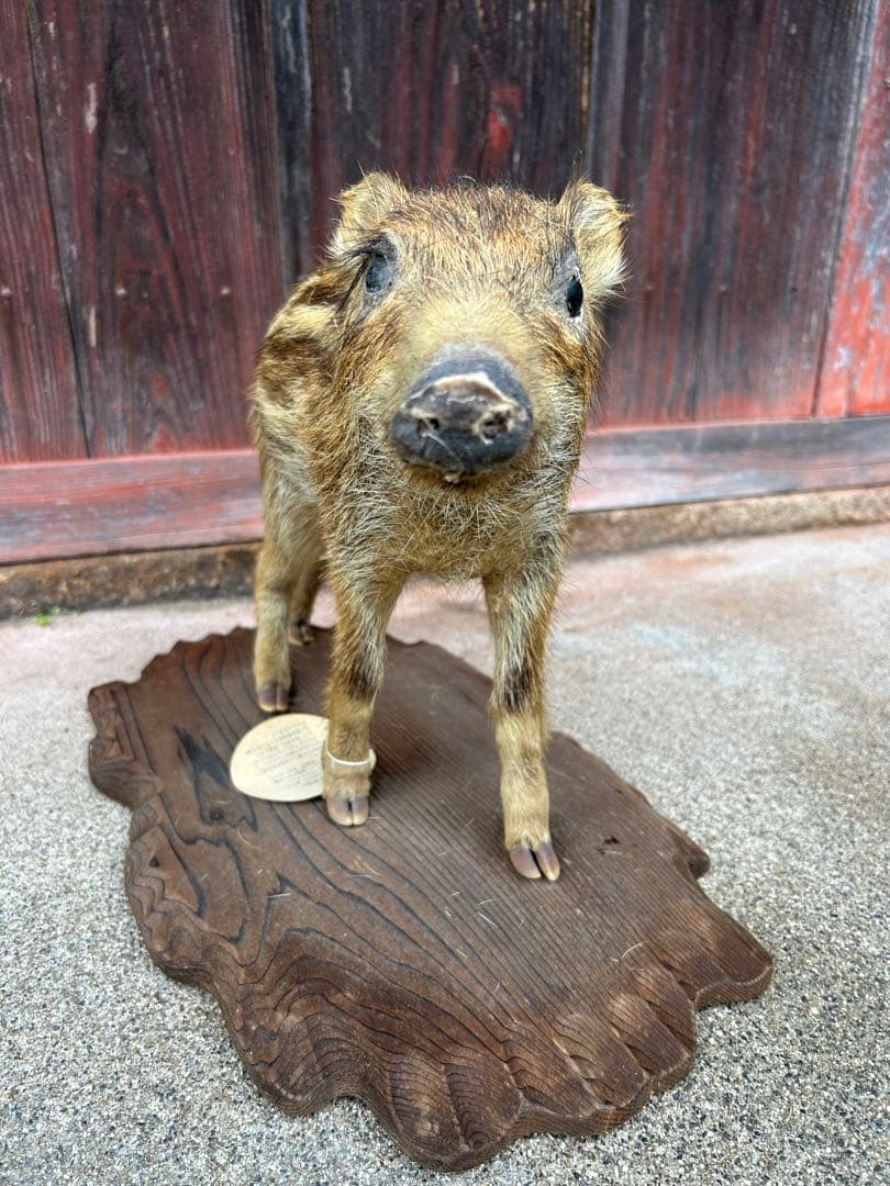 値下げ❗️ウリ坊　剥製　30cm