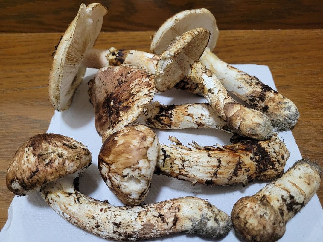 国産　岩手県産　松茸　450g