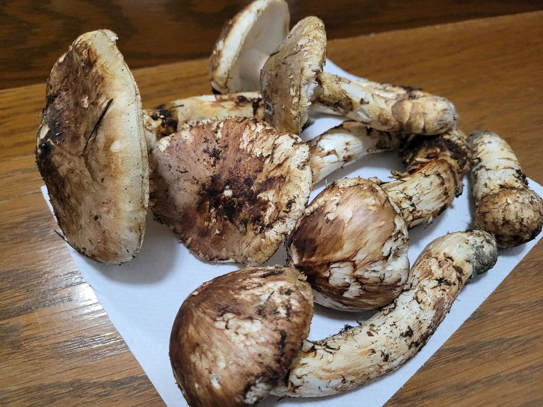 国産　岩手県産　松茸　450g