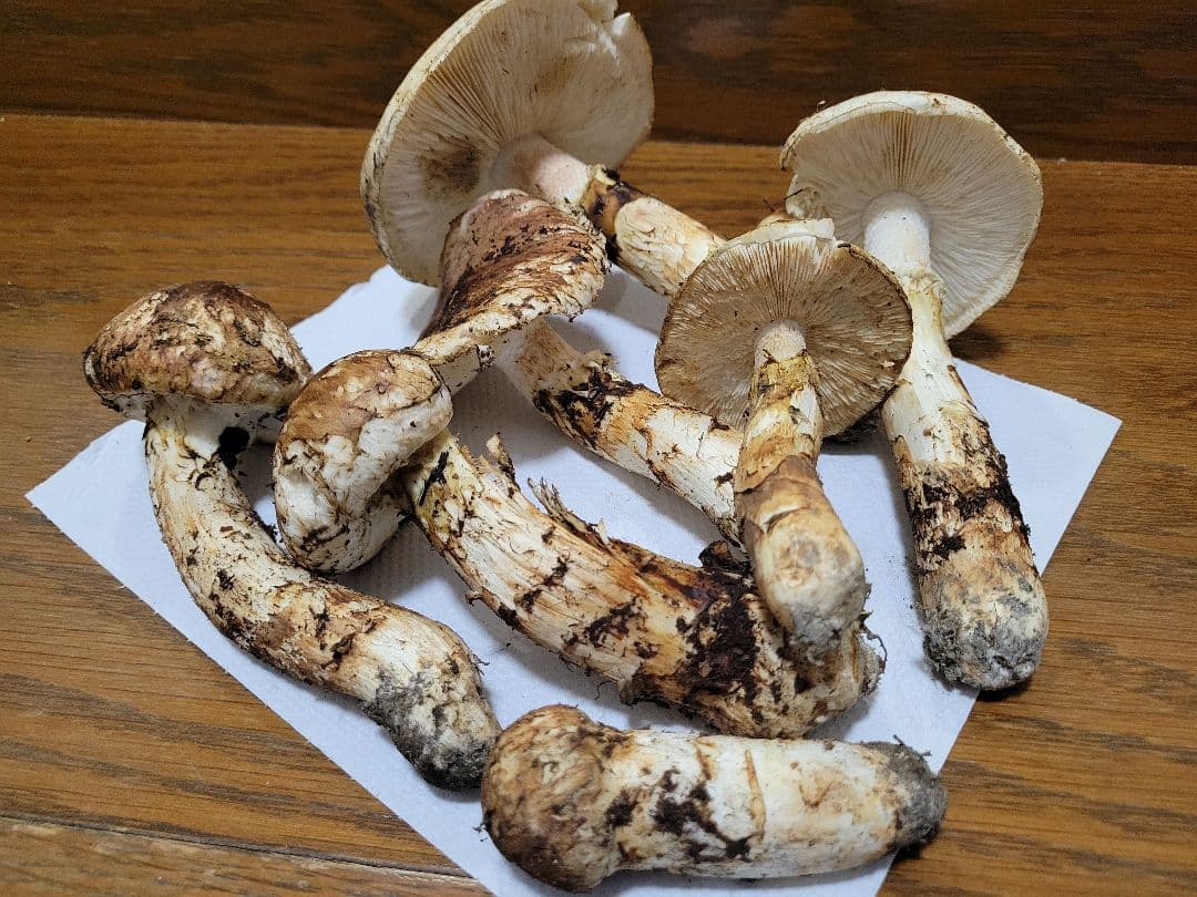 国産　岩手県産　松茸　450g