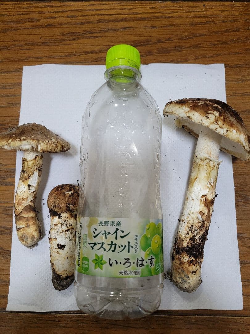 国産　岩手県産　松茸　450g