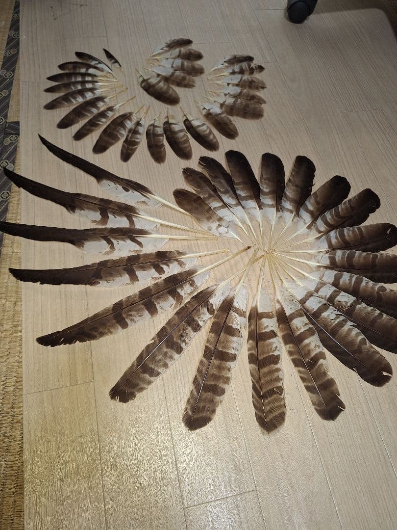 鳥の羽　ハチクマの羽　弓道