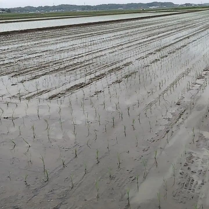 【玄米発送】令和7年産 茨城県産 新米 コシヒカリ 玄米 20Kg 20キロ ①