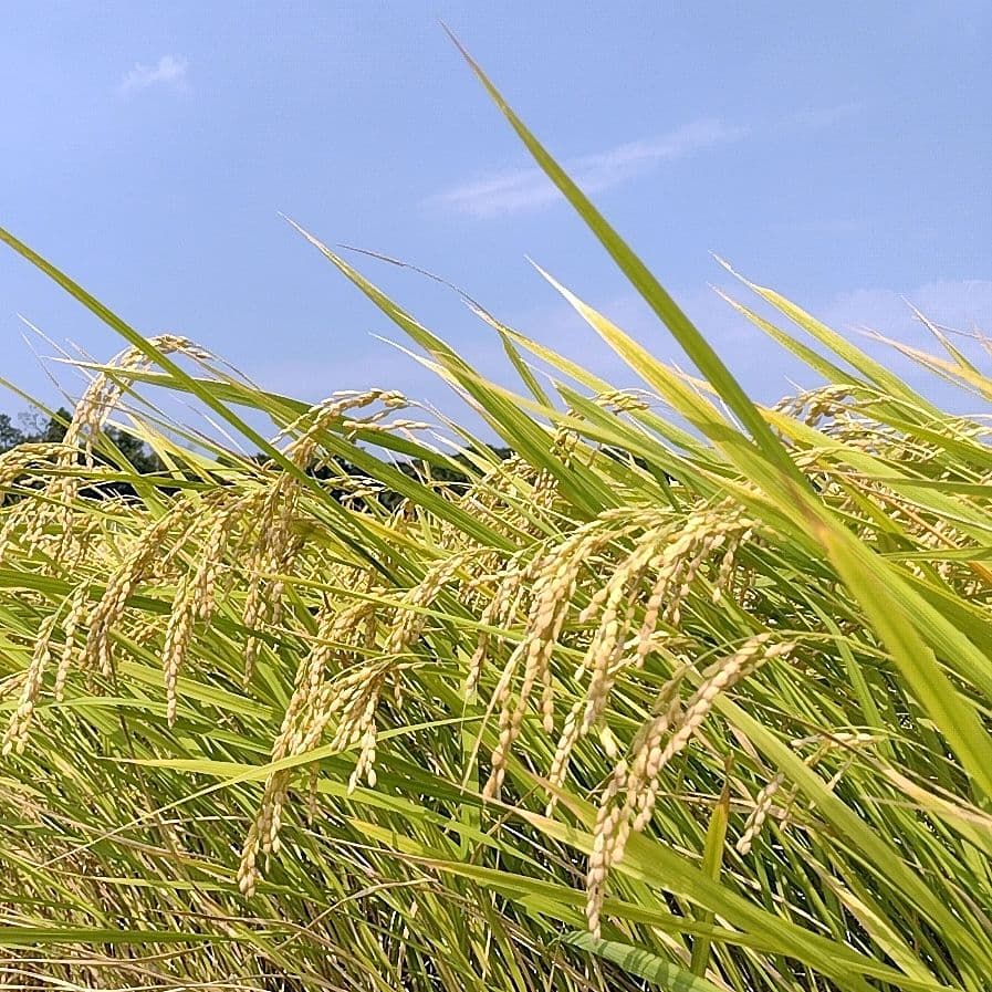 【玄米発送】令和7年産 茨城県産 新米 コシヒカリ 玄米 20Kg 20キロ ①