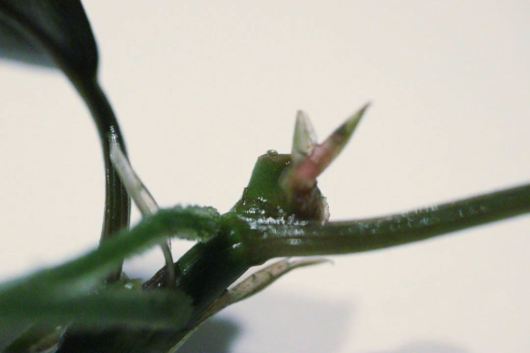 ブセファランドラspティアブルー