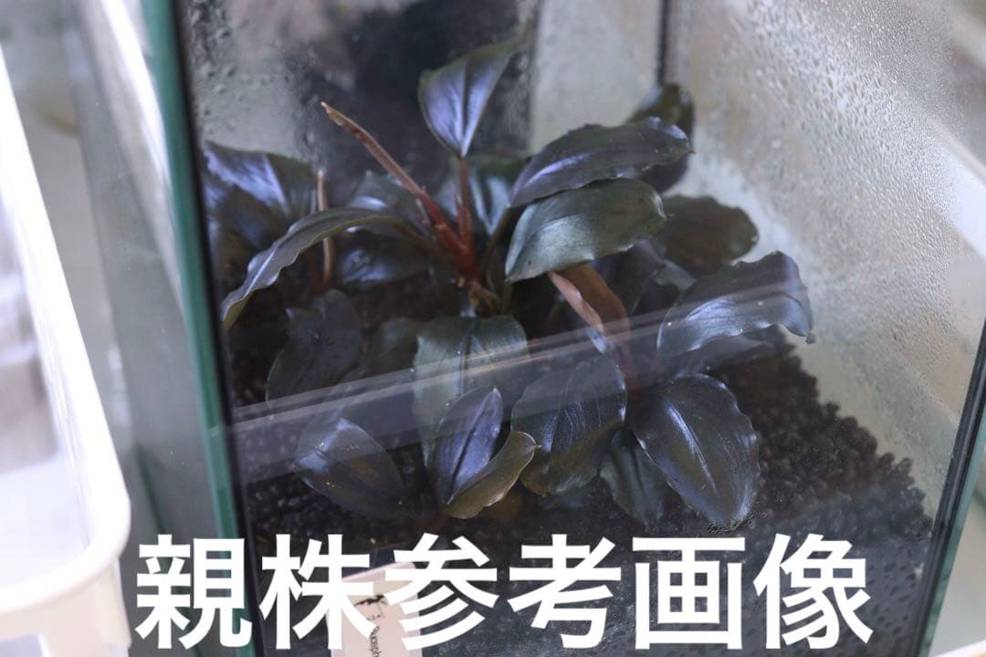 ブセファランドラspティアブルー