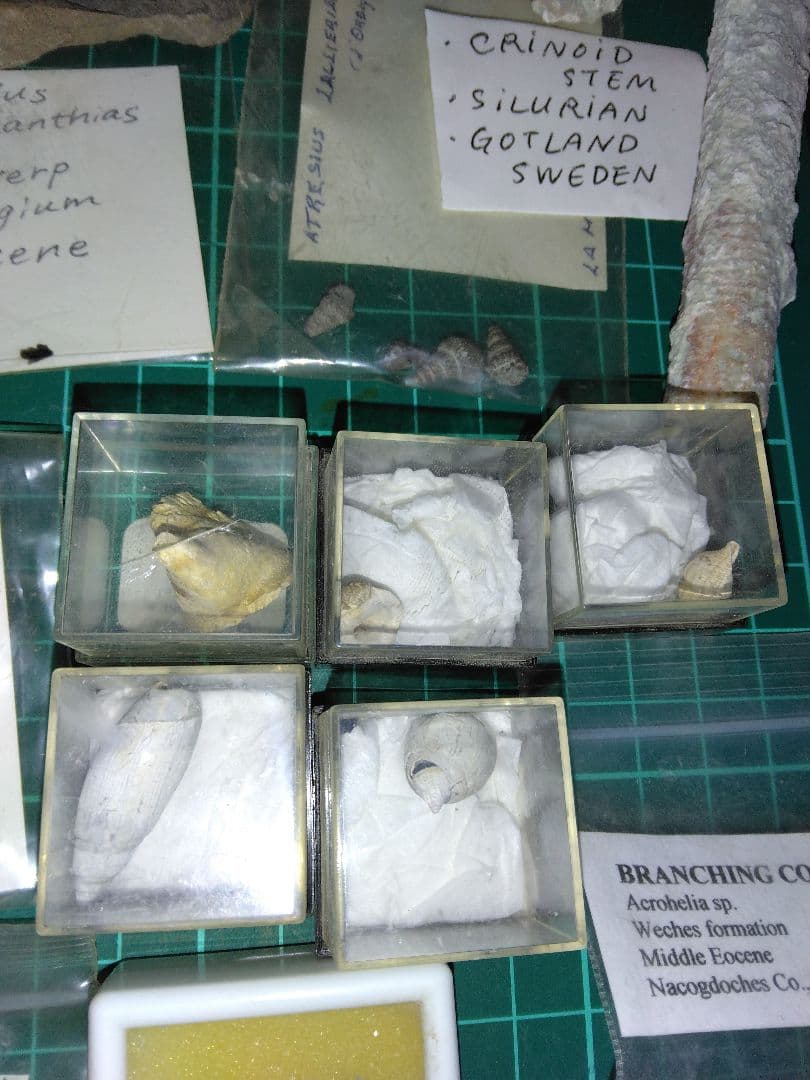 世界の化石　まとめ売り　化石　アンモナイト　巻き貝　ウミユリ　サメの歯化石