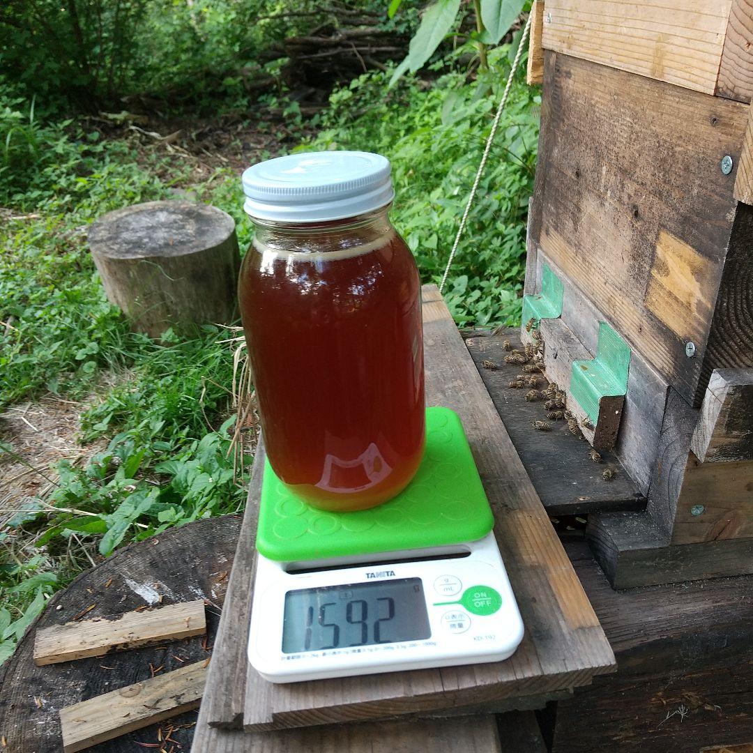 日本蜜蜂 天然ハチミツ 1160g八ヶ岳西麓1250m