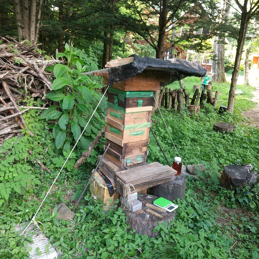 日本蜜蜂 天然ハチミツ 1160g八ヶ岳西麓1250m