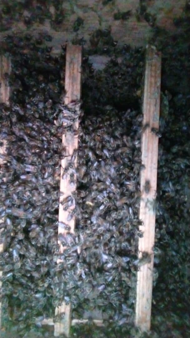 日本蜜蜂 天然ハチミツ 1160g八ヶ岳西麓1250m