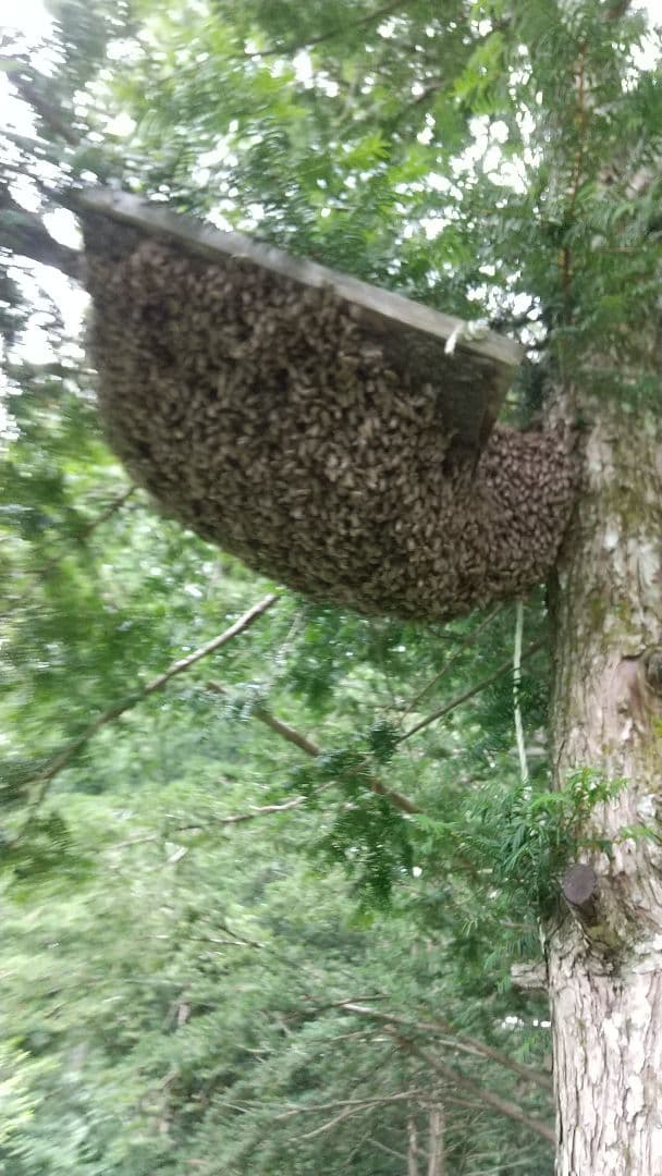 日本蜜蜂 天然ハチミツ 1160g八ヶ岳西麓1250m