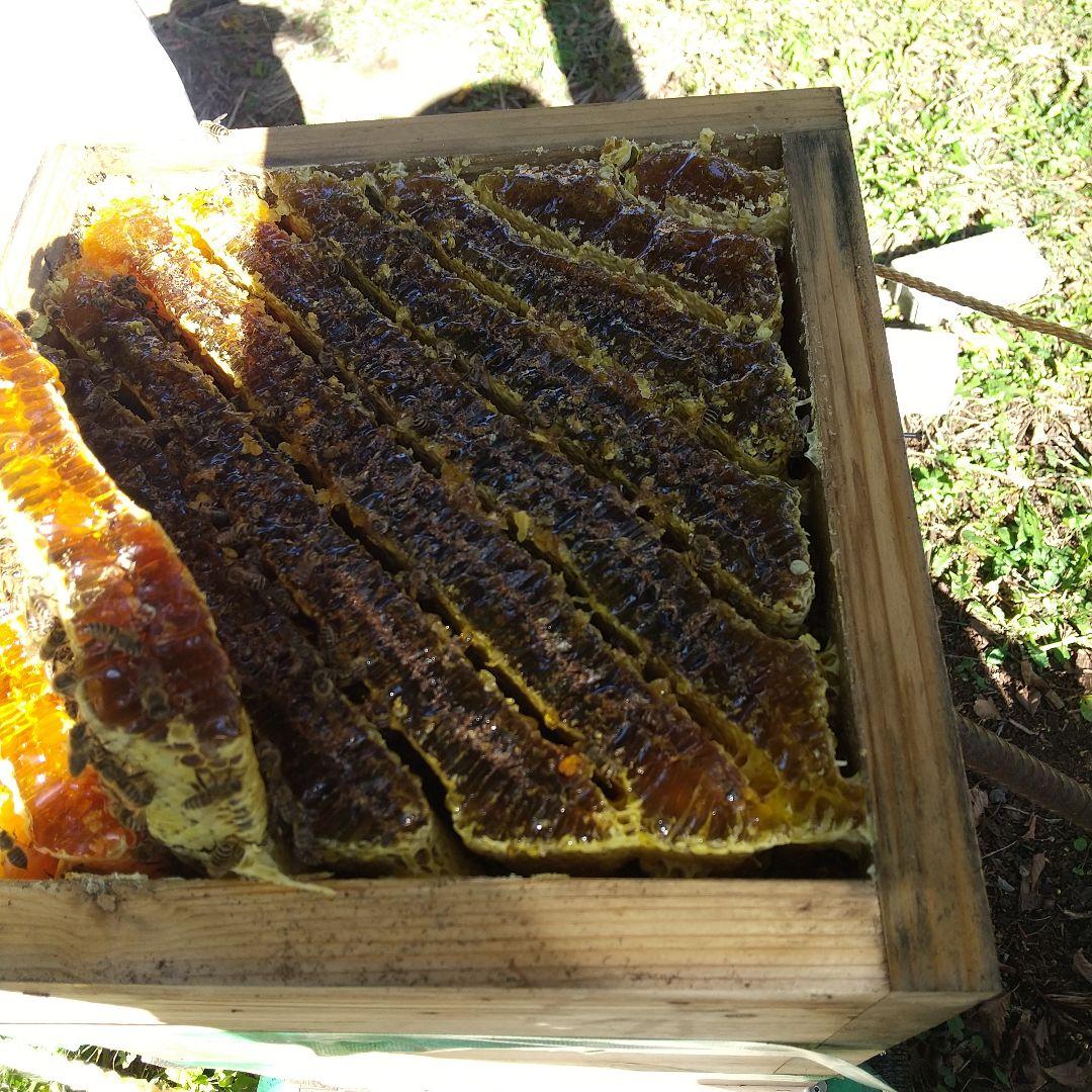 日本蜜蜂 天然ハチミツ 1160g八ヶ岳西麓1250m