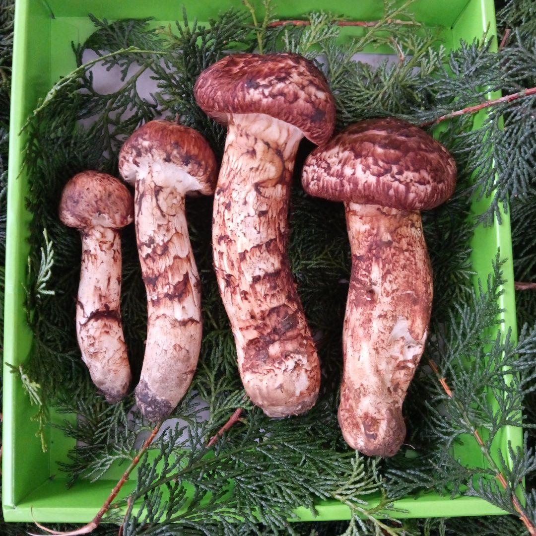 岩手県産 松茸　１０月１３日朝採れたて上物蕾から半開き ４０８ｇ