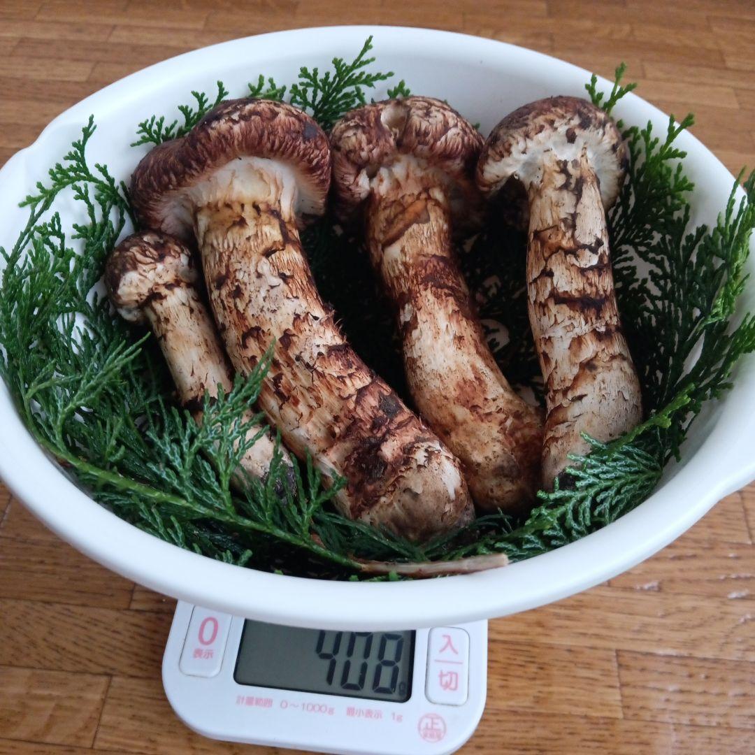 岩手県産 松茸　１０月１３日朝採れたて上物蕾から半開き ４０８ｇ