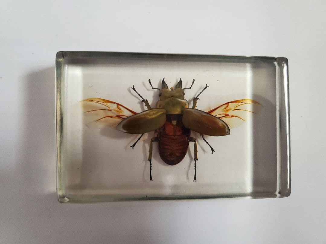 オウゴンオニクワガタ　樹脂標本　ウェイト